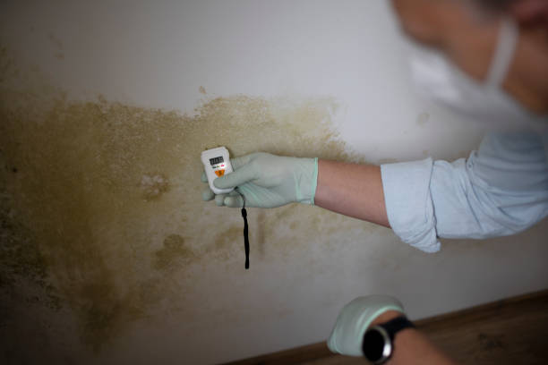 Mold Removal Process in Peculiar, MO