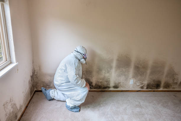 Professional Mold Removal in Peculiar, MO